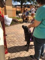 A person in a teal shirt holds a black dog on a leash in a sunny brick-paved courtyard.