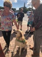 Service dog in a vest sitting beside a person on a brick walkway as people gather around.