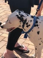 Dalmatian in blue bandana standing beside a person’s legs on a brick walkway