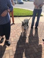 Dog on a leash standing on a brick walkway between two people outdoors.