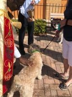 Small curly-haired dog on a brick patio surrounded by several people, near a fenced garden area.