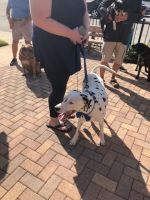 Dalmatian on a leash standing by a person in a black dress on a brick walkway, other dogs nearby