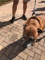 Brown dog on a leash walking beside a person on a brick sidewalk.