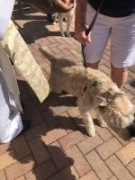 Small shaggy tan dog on a leash beside people walking on a brick sidewalk