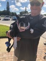 Man holding a black-and-white dog outdoors on a sunny sidewalk near parked cars