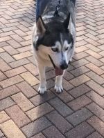 Black-and-white husky standing on a brick walkway with tongue out and ears up