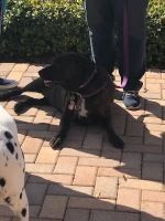 Black dog on a brick walkway beside a person’s legs, wearing a harness and looking down.