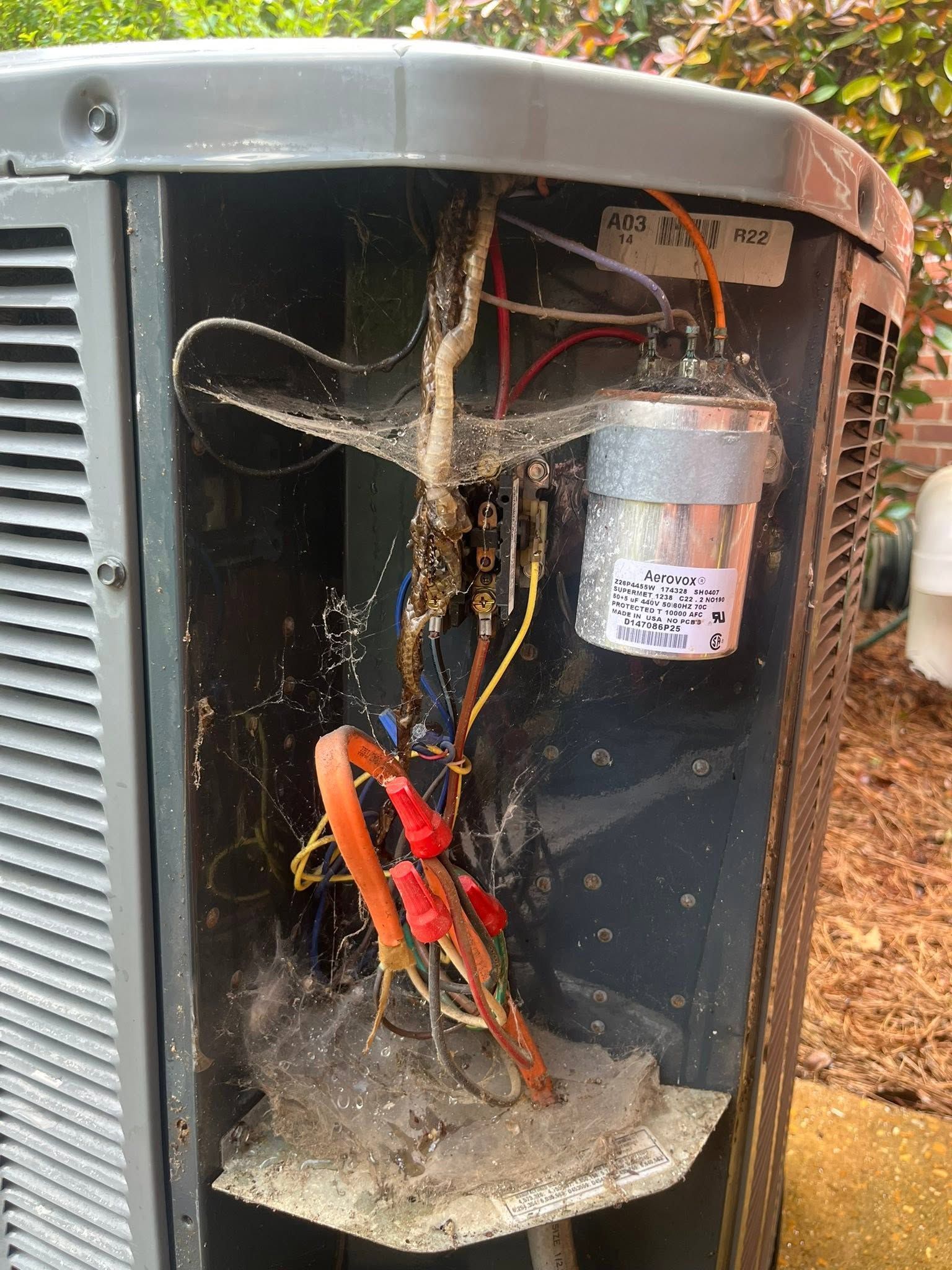 Red and orange crab trapped inside an open electrical box with wires and a metal component