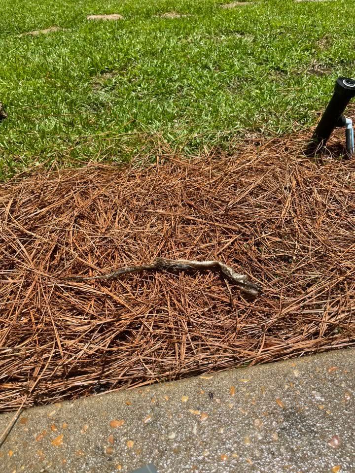 Snake on pine straw beside a concrete sidewalk, with grass in the background.
