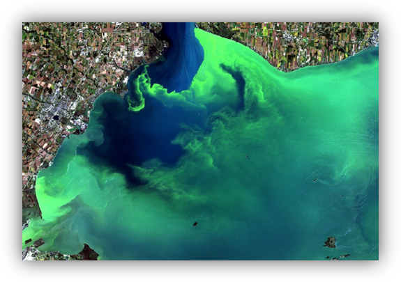 Aerial view of bright green algal bloom swirling through coastal blue water near a shoreline