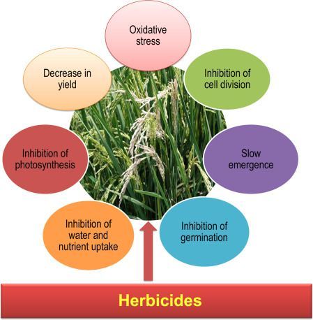 Herbicides effects diagram with corn plant, showing reduced yield, photosynthesis, germination, and growth.