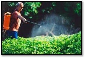 Person spraying crops with a backpack sprayer in a green field