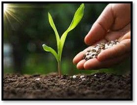 Hand planting seeds beside a young green sprout in soil