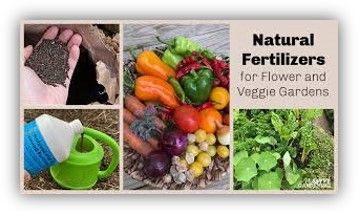 Collage of natural fertilizers for vegetable gardens: compost, watering can, fresh produce, and garden beds