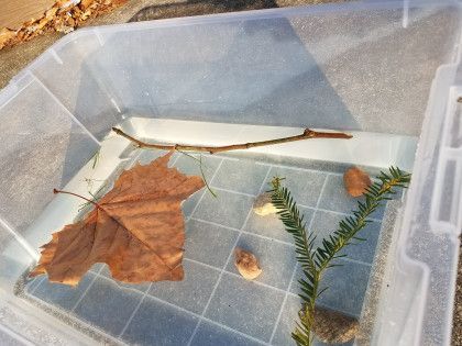 Clear plastic bin with leaves and small twigs. 