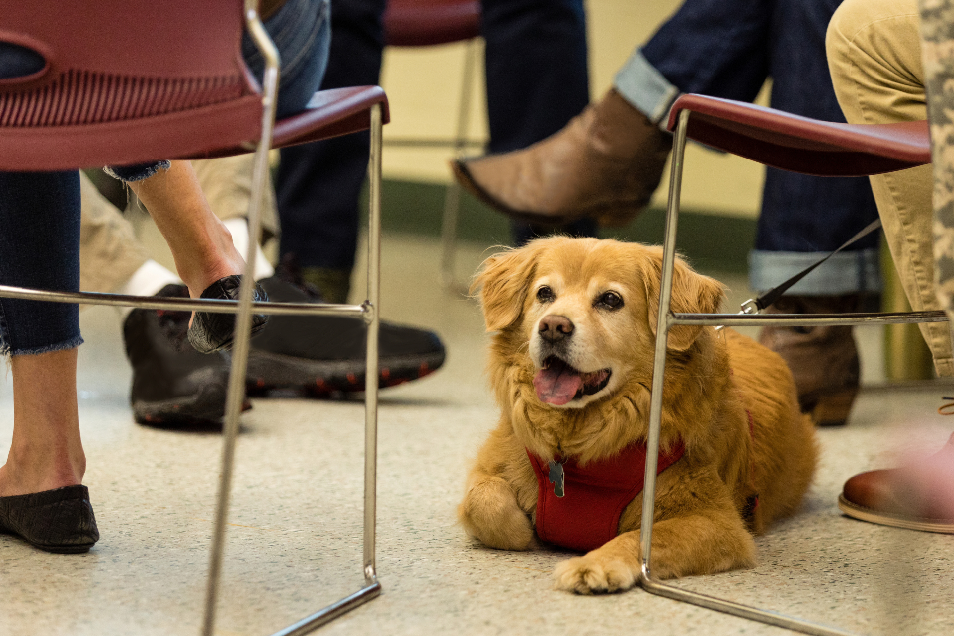 Emotional Support Dog