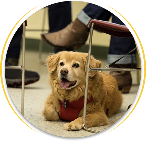 Emotional Support Dog