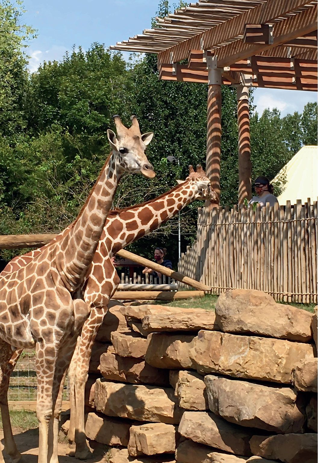 Two giraffes are standing next to each other in a zoo enclosure.