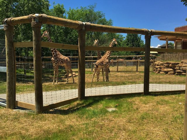 Two giraffes are standing in a fenced in area at a zoo.