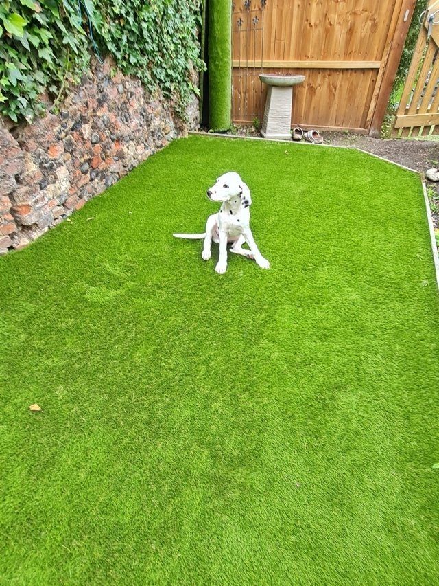 Dogs and other pets enjoying an artificial grass lawn in the Felixstowe area, Suffolk.