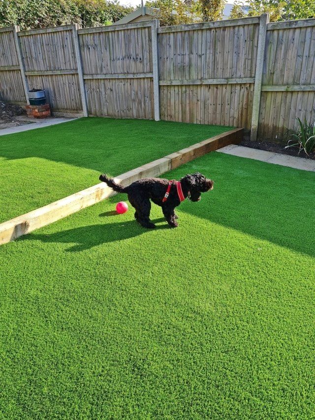 Dogs and other pets on an artificial grass lawn in the Felixstowe area, Suffolk.