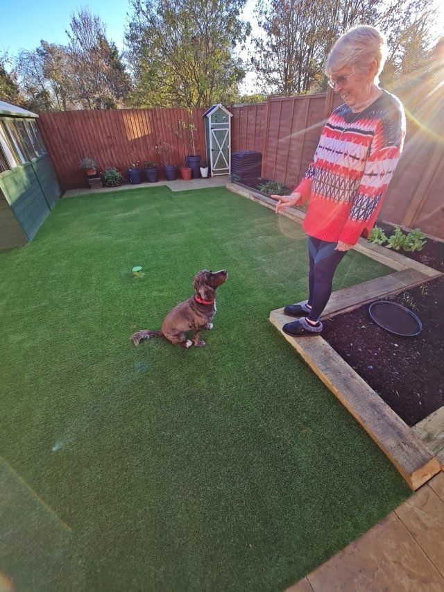 Pets on an artificial grass lawn in the Felixstowe area, Suffolk.