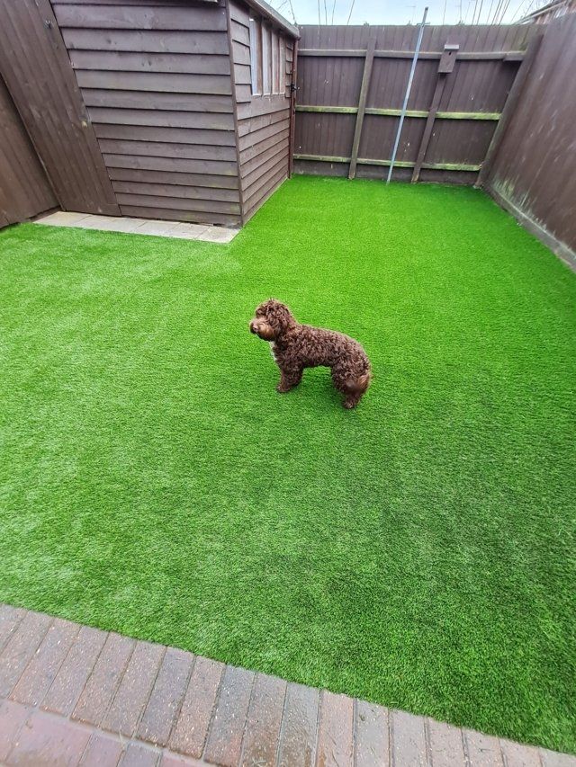 Pets on an artificial grass lawn in the Felixstowe area, Suffolk.