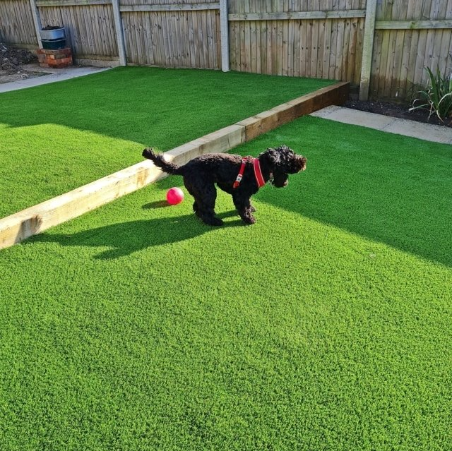 Dogs and other pets enjoying an artificial grass lawn in a Ipswich garden