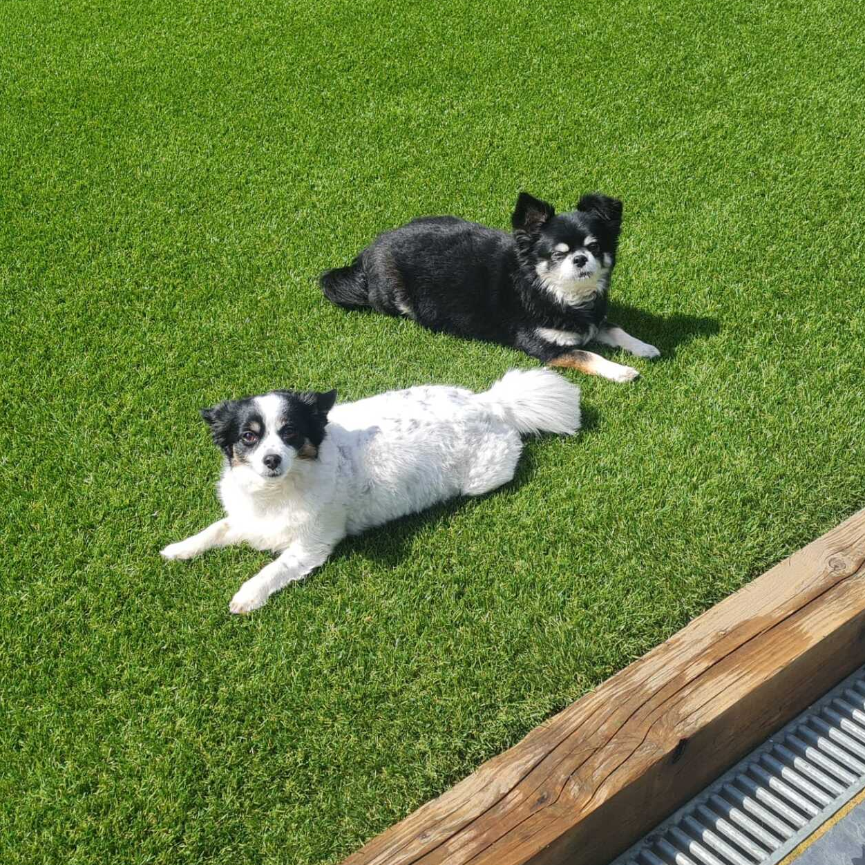 Dogs and other pets enjoying an artificial grass lawn in a Sudbury garden