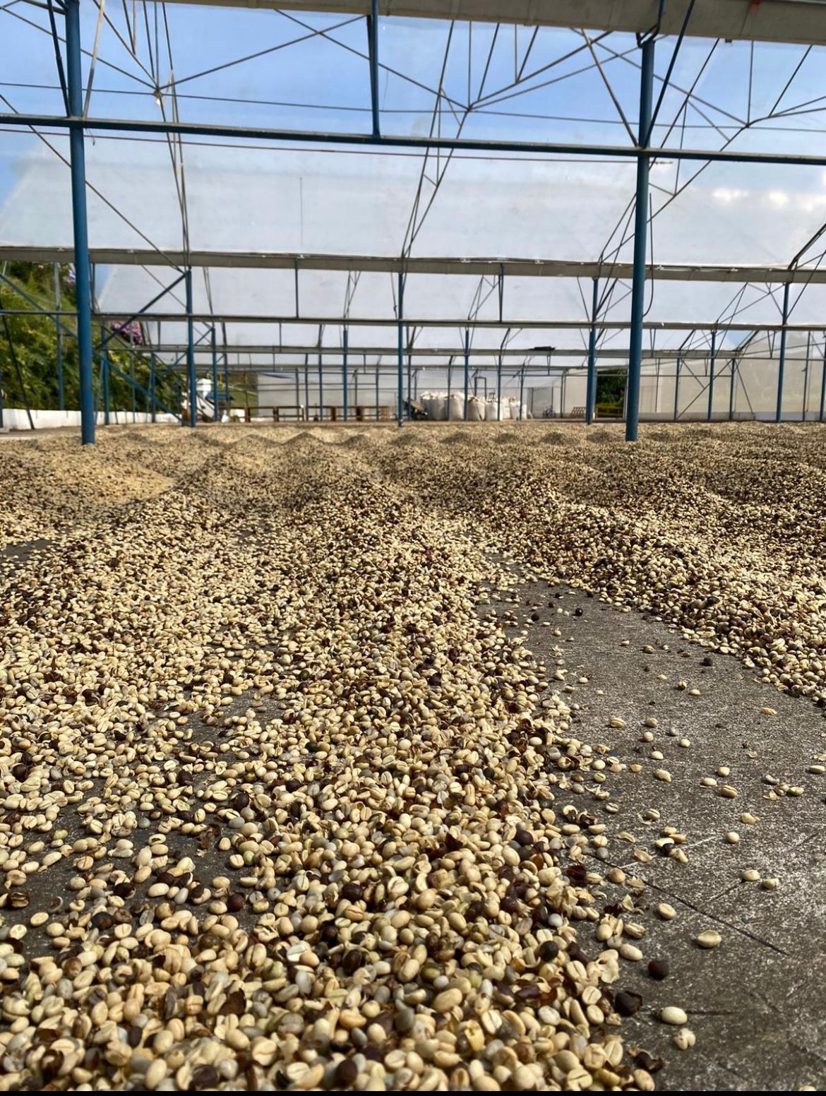 coffee plant