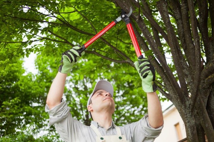 An image of Tree Trimming in Hawaii County HI