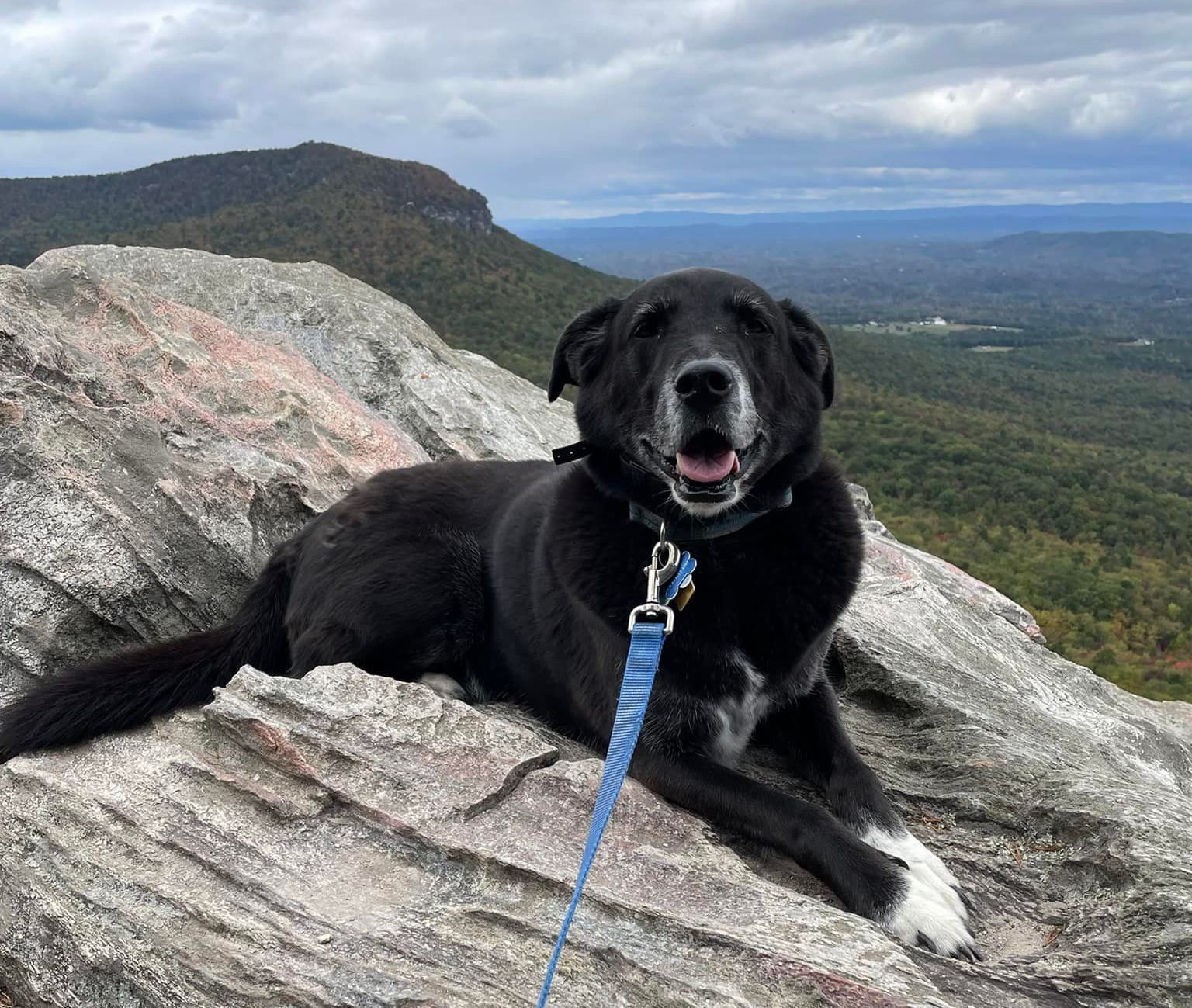 Trained dog navigating distractions on a hike in the North Carolina mountains. Dog training in NC mountains focuses on building focus and obedience amidst outdoor challenges. Professional dog training helps dogs stay disciplined and responsive in natural environments.