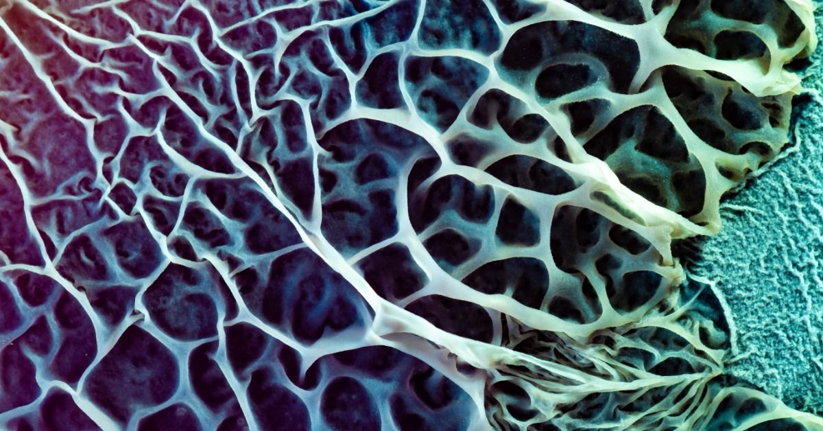 Bacterial biofilm grows across a nutrient medium, showing the texture created by microbial colonies on a surface.
