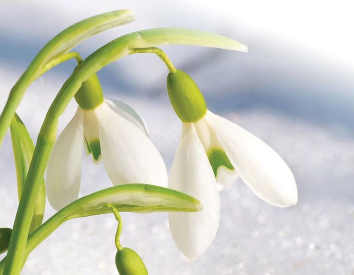 Two white snowdrop flowers with green stems hanging over a background of soft, white snow.