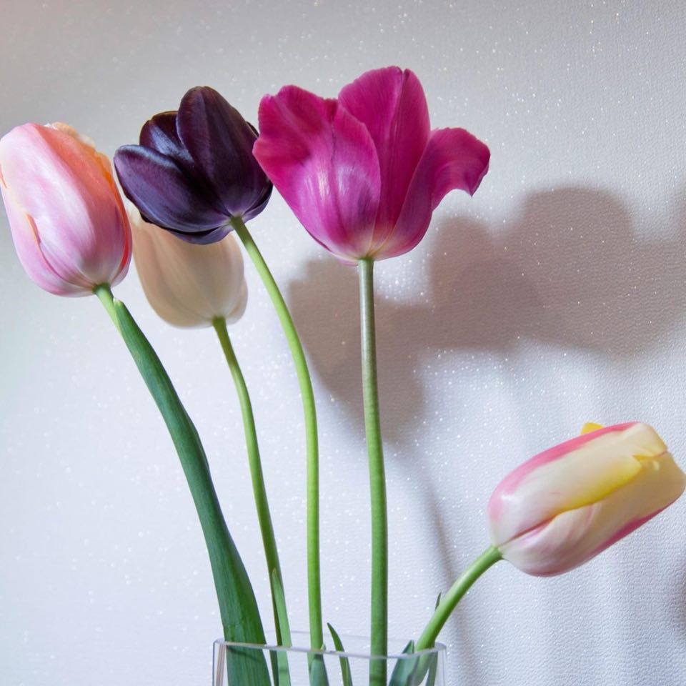 A bouquet of five colorful tulips, including pink, dark purple, and cream-colored blooms, in a vase against a white wall.