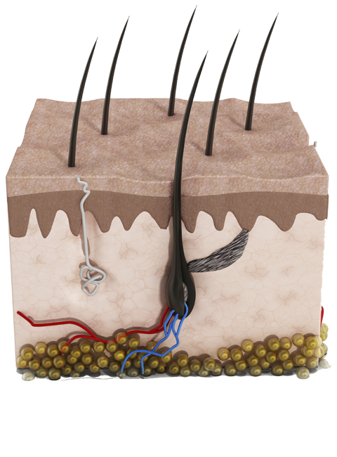 dermatologo