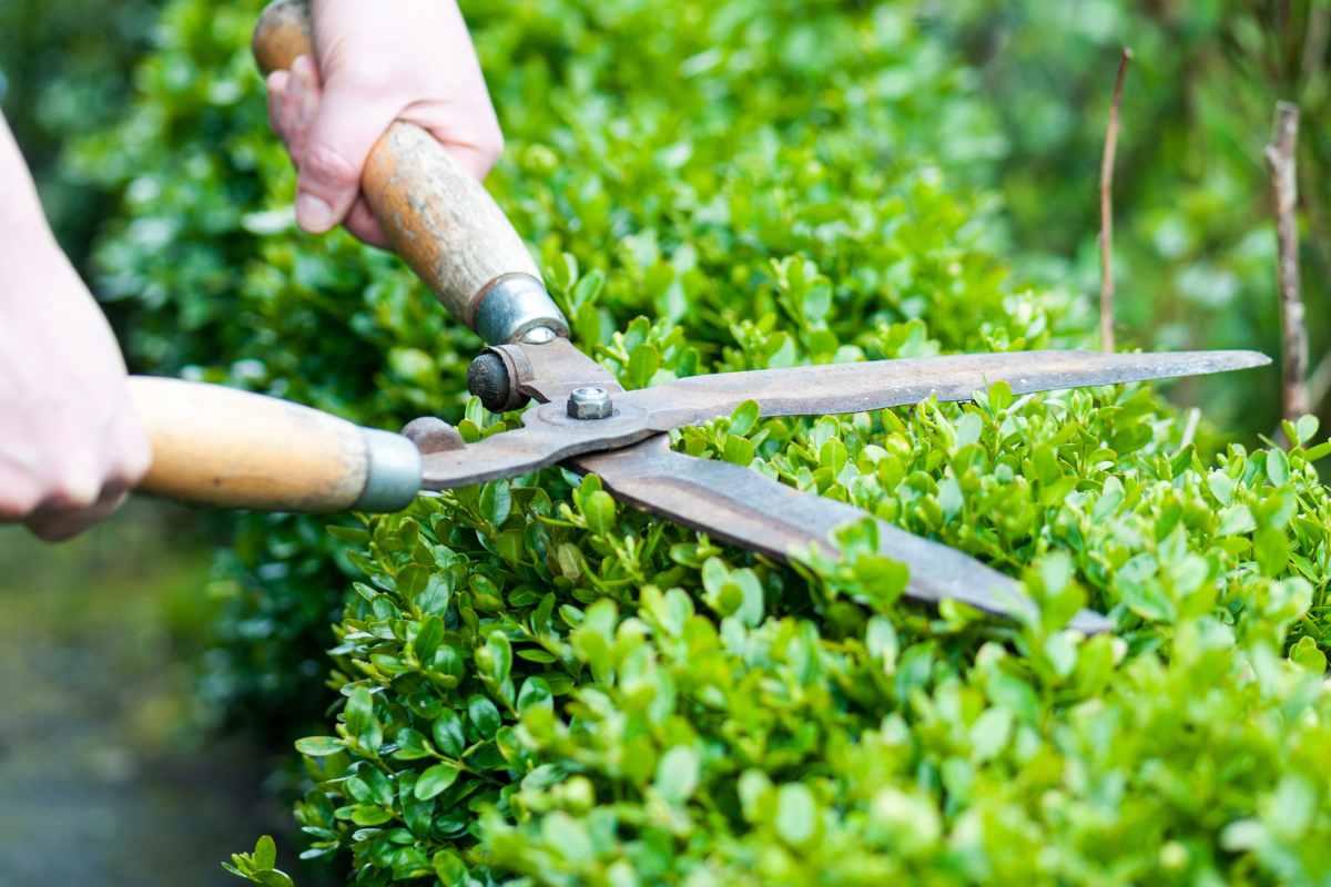 A man is trimming a hedge with a trimmer.