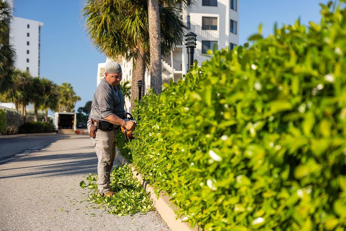 A man is trimming a hedge with a trimmer.