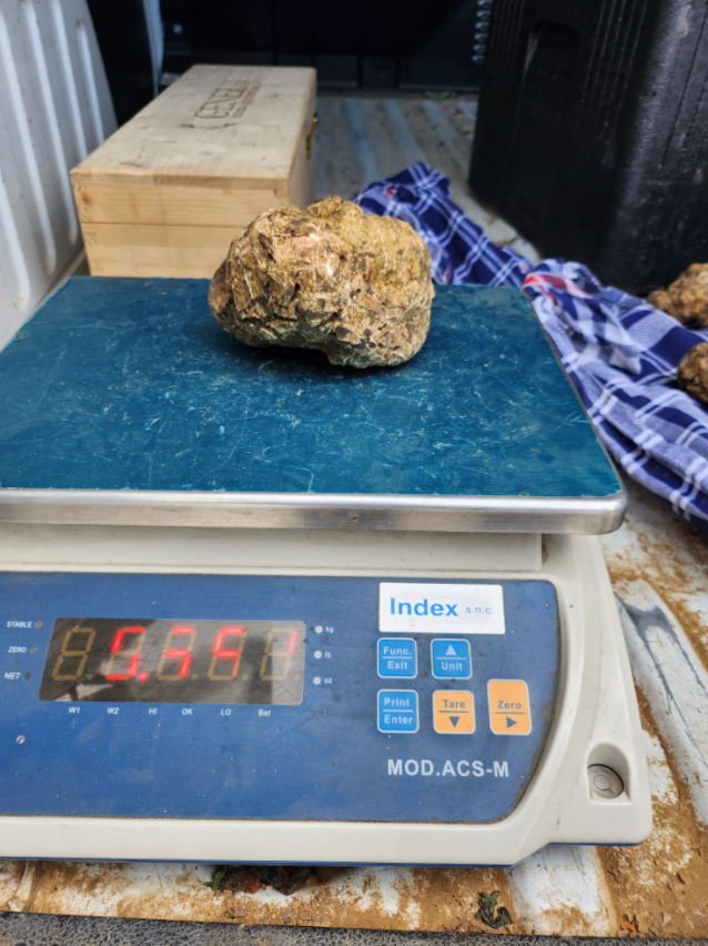 Big white truffle