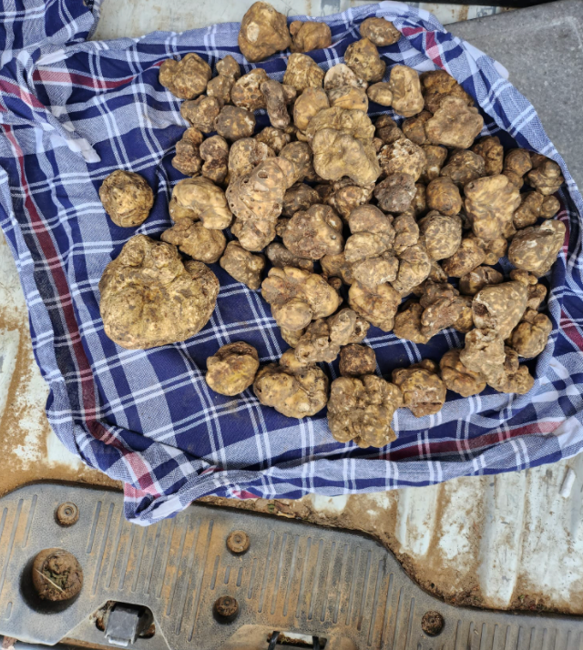 Alba white truffle Italy