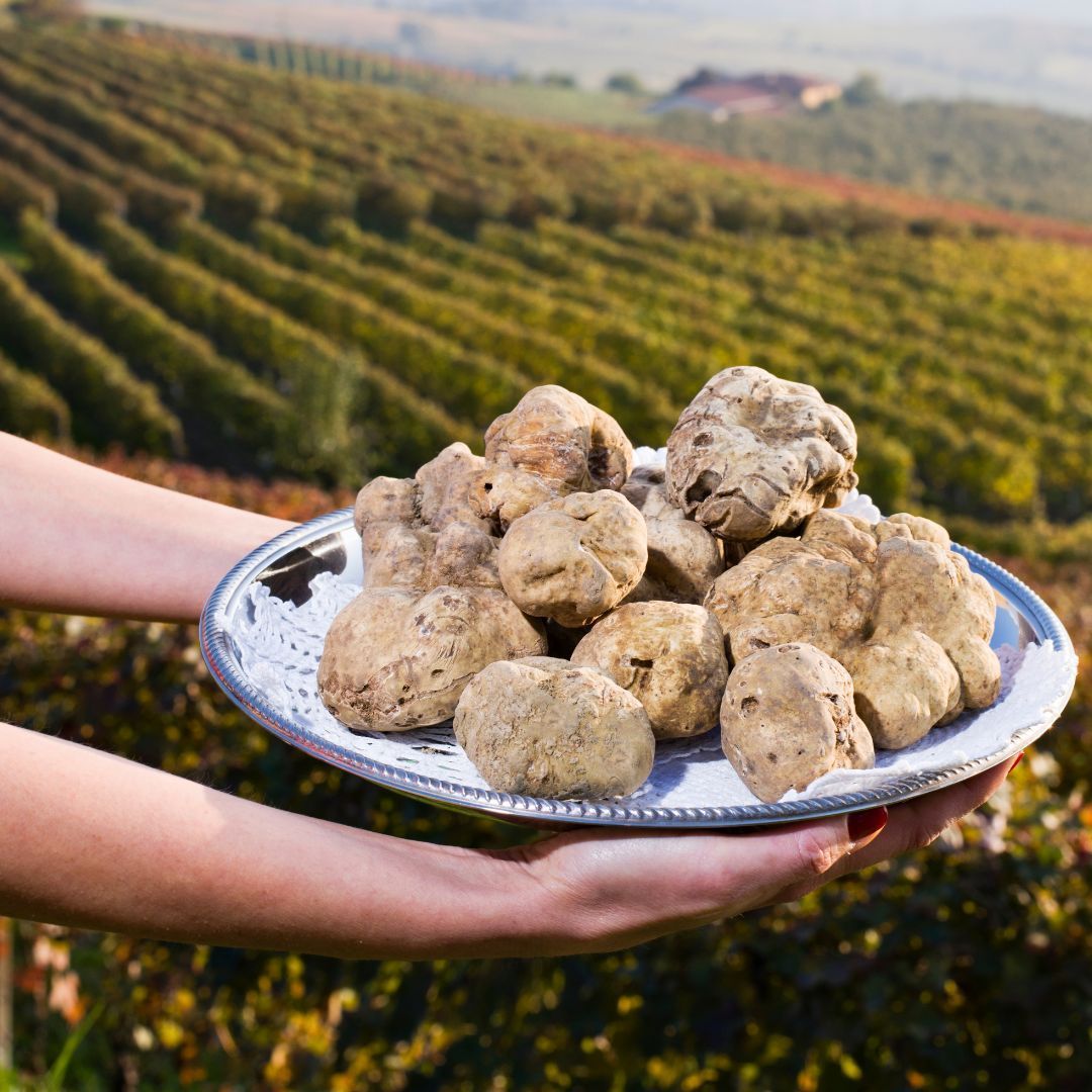 Diamant noir - truffe du Périgord