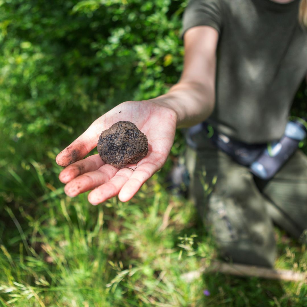 Cavage black truffles