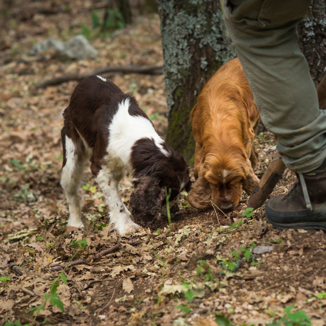 Truffle dogs Italy