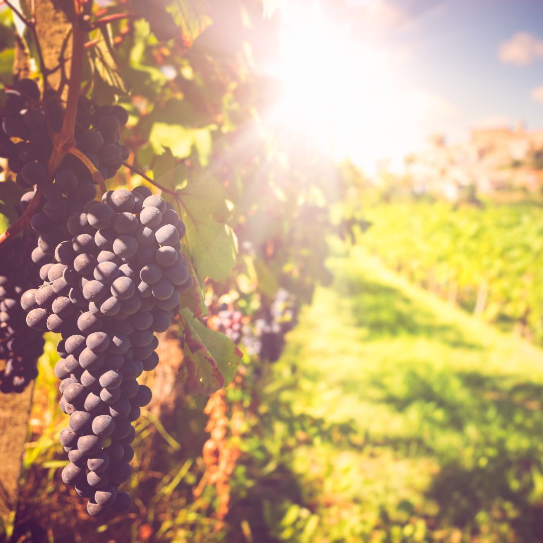 Quality Italian wines
