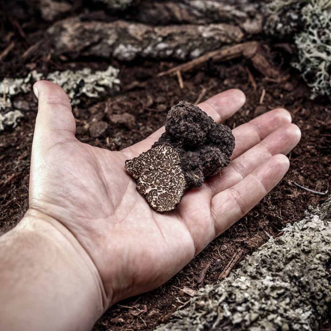 Quality black truffle