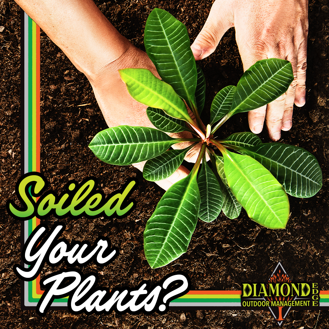 A person is planting a small plant in the dirt.