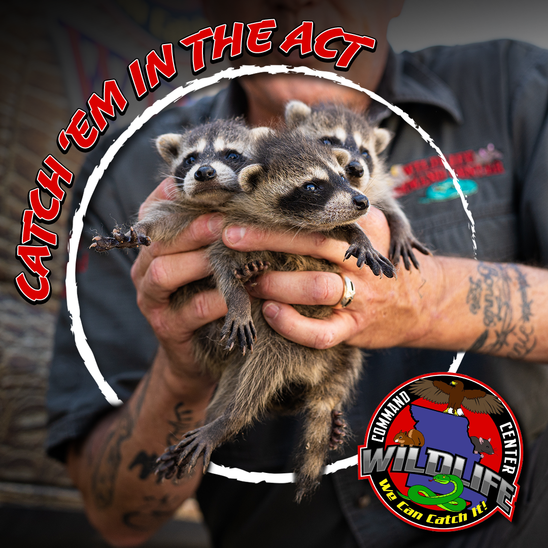 A man is holding two raccoons in his hands with the words catch em in the act surrounding them