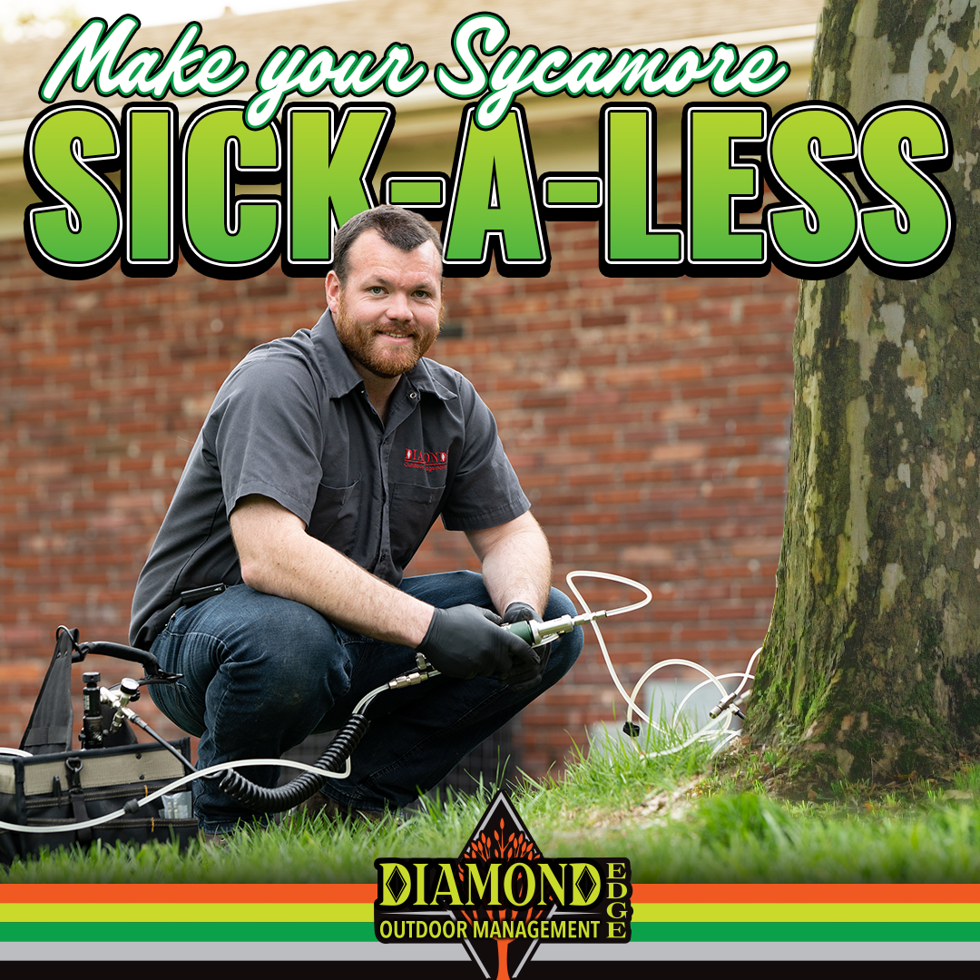 A man is kneeling down in front of a tree with a sign that says make your sycamore sick-a-less