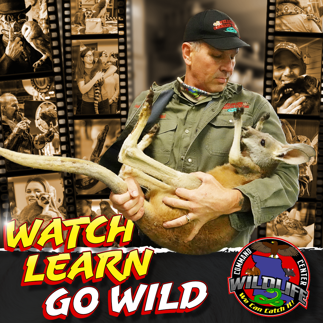 A man is holding a kangaroo with the words watch learn go wild on the bottom