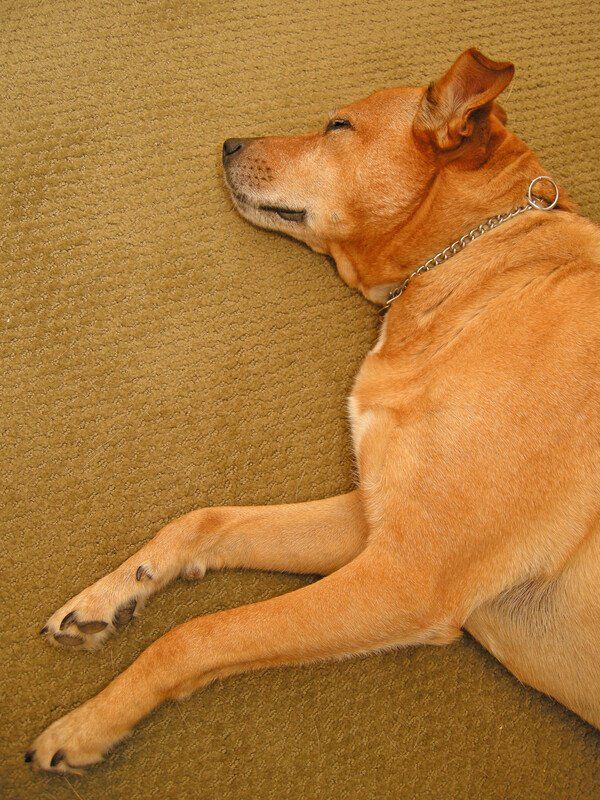 pet stains on carpet